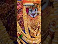 Download Lagu Chandrapur Ki Mahakali 🚩 #song #mahakali #mahakalispecialsong #viralvideo #trending #shorts