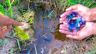 Download The Lucky Place To Found A Lot Of Beautiful Galaxy Betta Fish Goldfish Other Fish In Rice Field MP3