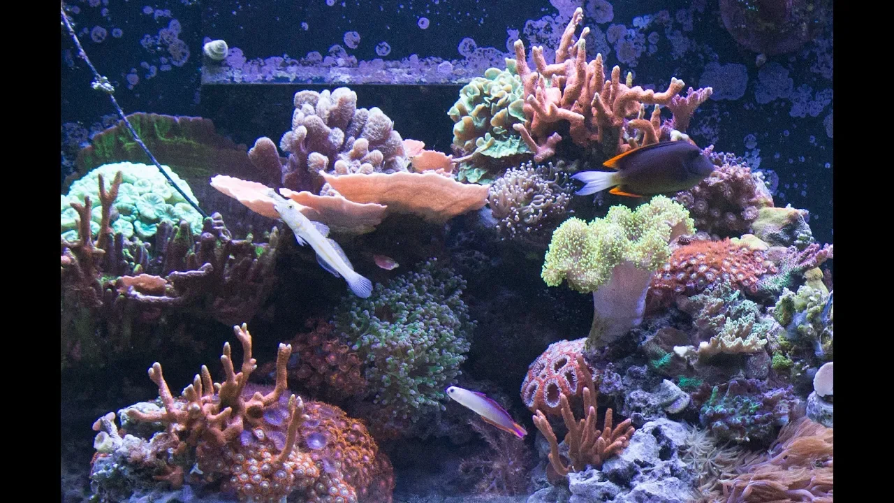 15 Months of Coral Growth in 30 seconds
