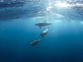 Eric Serra - The Big Blue Overture ( Le Grand Bleu : Bande Original Du Film )