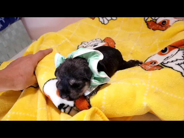 動画