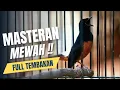 Lagu MURAI BATU GACOR FULL ISIAN TEMBAKAN MEWAH AMPUH MELATIH MURAI BATU BONGKAR ISIAN