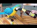 Download Lagu UNBELIEVABLE DRUNK Macaw ~ Rare Blue Gold Exotic 🦜 Parrot Tricks burung nuri #persoanata Fancier