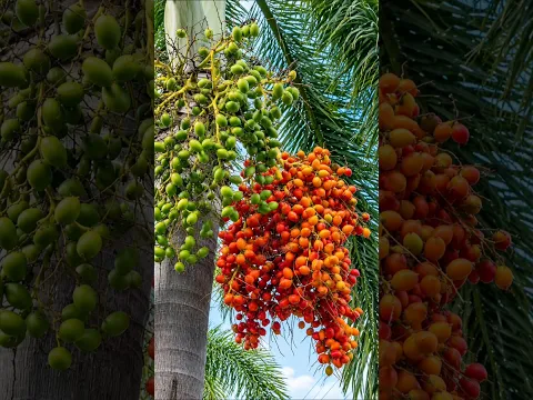 It Looks Like Betel Nut... But It's Actually a Fruit! 🍑 🤯 #shortsvideo