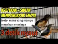 Download Lagu kretekan + siulan trotol murai batu ! 99% trotol lain tak akan mampu menahan emosi mendengarnya