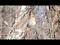Female Northern Cardinal Singing