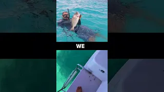 SPANISH WELLS Our Favorite Place in the Bahamas #shorts  #travel #bahamasislands