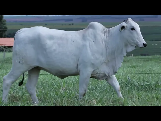 Novilha Nelore LCCF - 1823