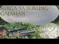 Download Lagu surga ya burung gajahan// berburu gajahan dan terinil di tambak udang@donyhunter1775