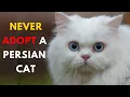 Top 14 Reasons Why You Shouldn t Get a Persian Cat