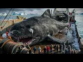 Lagu 512 Years Old Giant Greenland Shark Explored – Deep Arctic Documentary