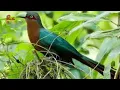 Download Lagu suara burung lontrok hutan//kadalan birah #suarapikat