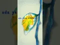 ZAT KIMIA - KARSINOMA (Lyric Video) 