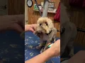 Easy Cheat Trim a Dogs Head Round