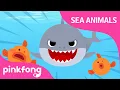 Download Lagu Doo doo doo Shark | Sea Animal Songs | Animal Songs | Pinkfong Songs for Children