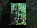 Chimpanzees eat monkeys Aren t they vegetarians