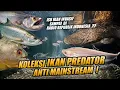 Lagu INI DIA !! ASIKNYA KEEP IKAN PREDATOR ANTI MAINSTREAM || UPDATE KOLEKSI TANK AMAZONESIA !