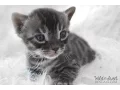 Hector Wildnsweet Bengals