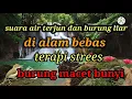 Download Lagu Suara air dan burung di alam bebas. Untuk terapi burung macet dan malas bunyi.