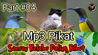 Download Part04‼️,Suara Pikat Burung Srigunting Abu Abu ribut Campur Campur MP3