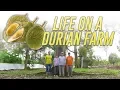 Download Lagu Di Dalam Kebun Durian di Pahang: Dari Ladang ke Meja Makan