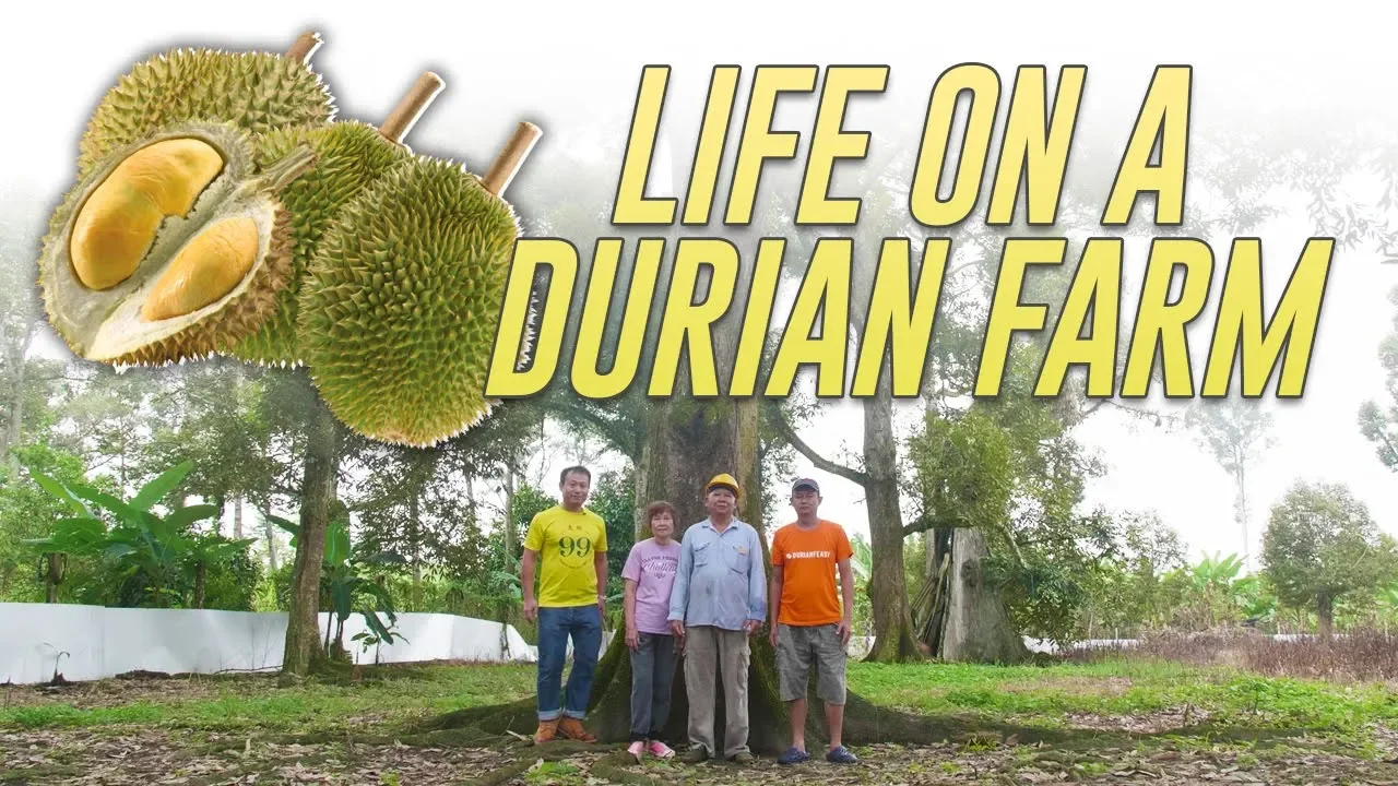 Inside a Durian Farm In Pahang: Farm To Table