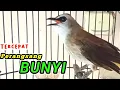 Download Lagu TERCEPAT Perangsang bunyi burung trucukan agar cepat bunyi GACOR