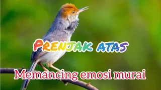 Download Masteran prenjak atas jernih , untuk memancing emosi murai batu anda MP3