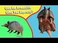 Can An Armadillo Give You Leprosy