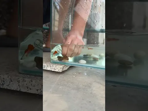 She Caught Dad Moving All the Fish… But There Was a Reason! 😳🐟