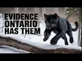 Download Lagu I Will Prove Ontario Has Undiscovered Black Panthers | Here's How