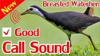 Breasted Water Hen Hunting Call How To Catch Breasted Water Hen By Speaker Sound  Breasted Water Hen Hunting Call How To Catch Breasted Water Hen By Speaker Sound
