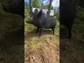 Download Lagu pigg in the dance #animals #tiktok #shorts #pig #dance #saveanimals #ytshort #yt