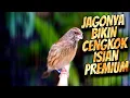 Download Lagu BLACKTHROAT GACOR SUARA JERNIH UNTUK MASTERAN KENARI PAUD ISIAN PREMIUM JAWARA