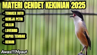 masteran suara burung cendet materi terbaik 2025