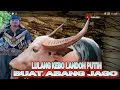 Download Lagu 🛑LULANG KEBO LANDOH PUTIH BUAT ABANG JAGO .