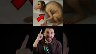 كشف حقيقة الفتاة التي مسخها الله الي قرد  كشف حقيقة الفتاة التي مسخها الله الي قرد