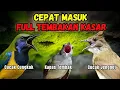 Masteran Full Tembakan Kasar Cepat Masuk | Cucak Jenggot - Kapas Tembak - Cucak Cungkok