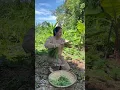 Download Lagu petik sayur dan masak di kebun