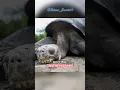 Download Lagu The Loneliest Animal In The World 🐢| Lonesome George