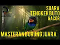Download Lagu Suara Tengkek Buto Gacor 🔥 Masteran Murai Batu, Kacer, Cucak Ijo \u0026 Burung Kicau Lainnya