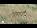 Download Lagu Lioness' Impressive Feat: Carrying a Kudu at Nambiti