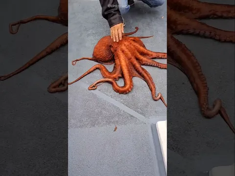 Octopus Never Forgot His Friend
