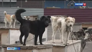 В Омске с начала года возбудили 11 уголовных дел по фактам жестокого обращения с животными