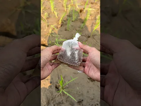 Mancing belut menggunakan umpan pelet ikan