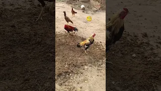 Fight Shortsfeed Birds Chicken Aseelmurga 