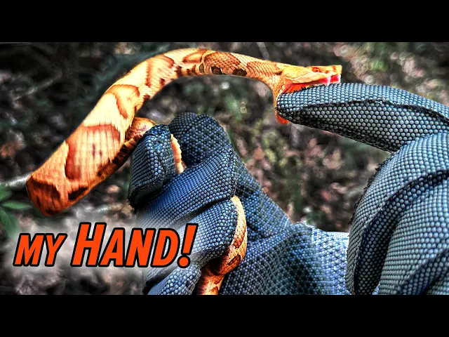 Video: BITTEN by a Venomous Snake!