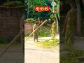 Download Lagu Desi daru power 🤣🤣#shorts #funny #indian #viral