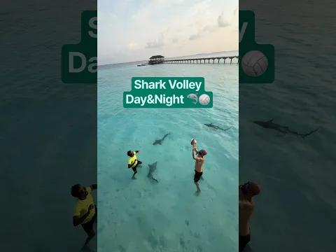Maldives shork volley day&night 🦈🏐👋🏼