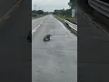 Large Alligator Strolls Down the Middle of a Bridge